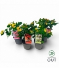Hypericum
