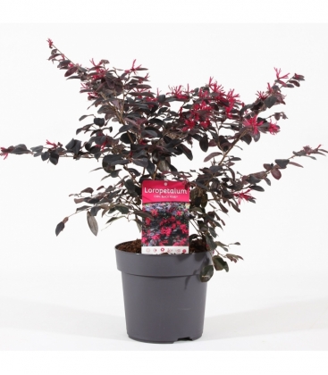 Loropetalum