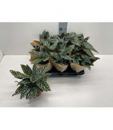 Begonia