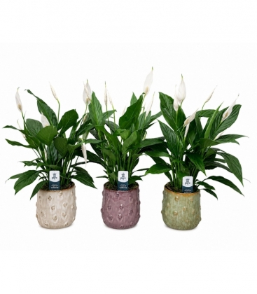 Spathiphyllum