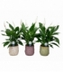 Spathiphyllum