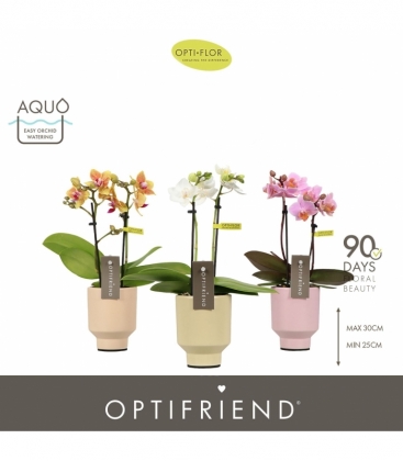 Phalaenopsis