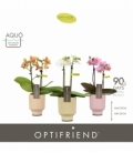 Phalaenopsis