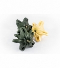 Cucurbita