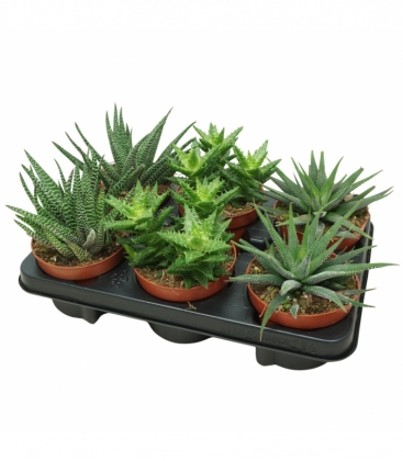 Aloe