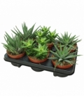 Aloe