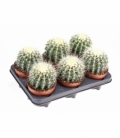 Echinocactus