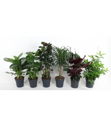 Indoor