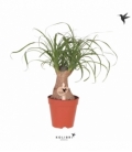 Beaucarnea