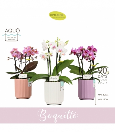 Phalaenopsis