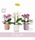 Phalaenopsis