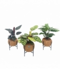 Calathea