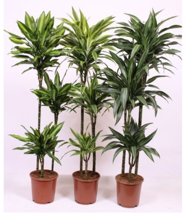 Dracaena