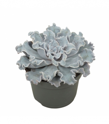Echeveria