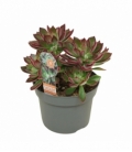 Echeveria