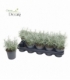 Helichrysum