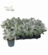 Senecio