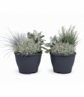 Beddingplants