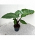 Alocasia