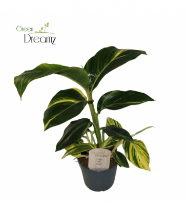 Alpinia