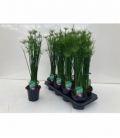 Cyperus