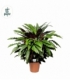 Calathea