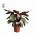Calathea
