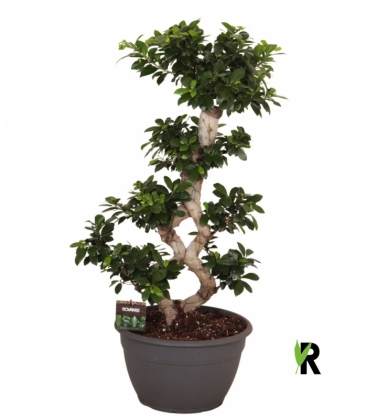 Ficus
