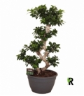 Ficus