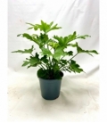 Philodendron