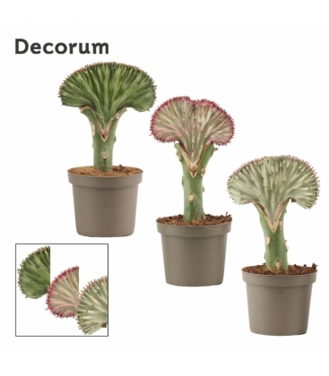 Euphorbia