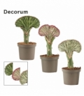 Euphorbia