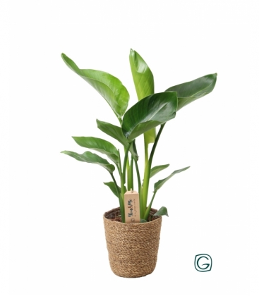 Strelitzia