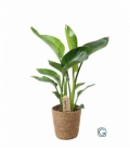Strelitzia