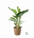Strelitzia