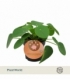 Pilea