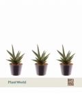Sansevieria