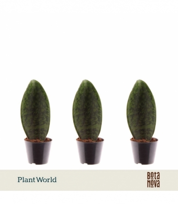 Sansevieria