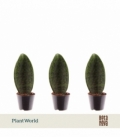 Sansevieria