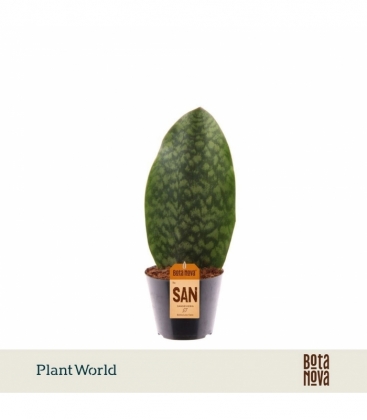 Sansevieria