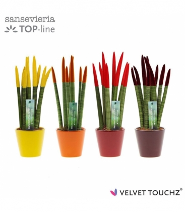Sansevieria