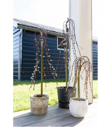 Salix