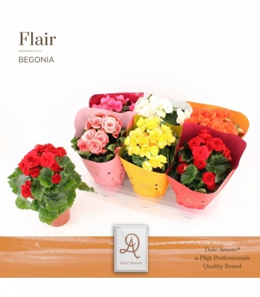 Begonia