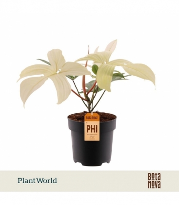 Philodendron