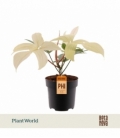 Philodendron