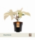 Philodendron