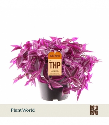 Tradescantia