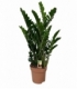 Zamioculcas