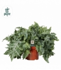 Phlebodium