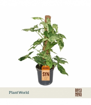 Syngonium